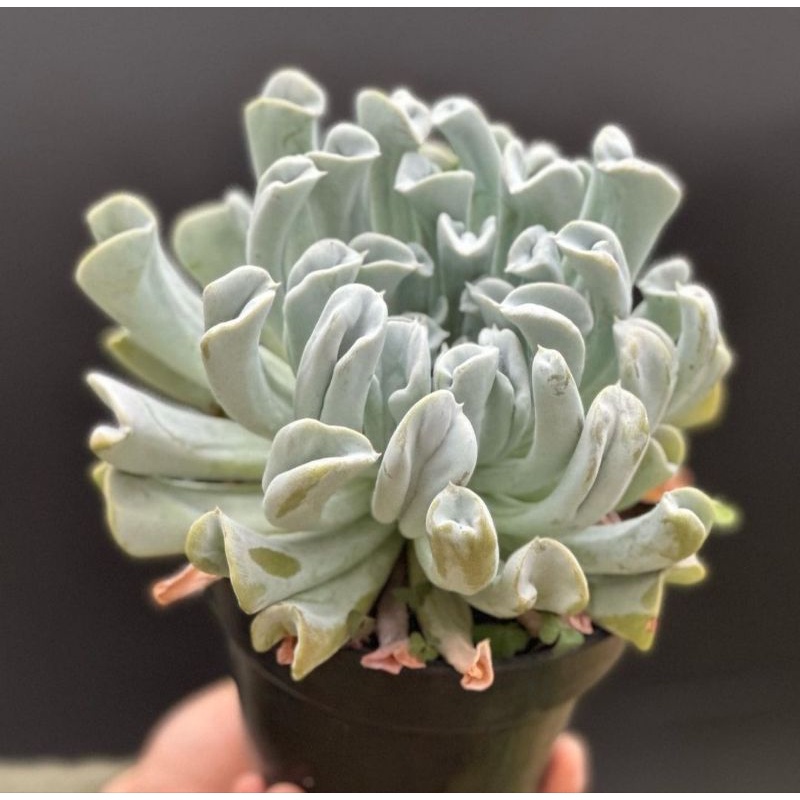 Sukulen Echeveria Perle Von Nurnberg Superbum Agavoides Lipstick Topsy Turvy Jumbo