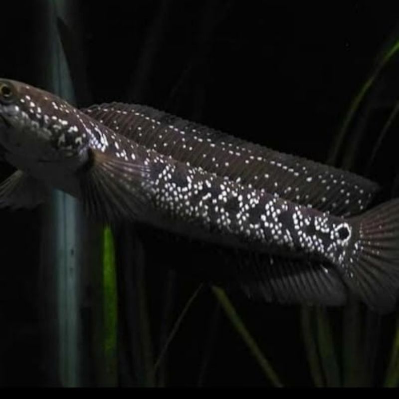 ASIATICA WS PURE SPEAK BAR _BAR  15CM..NOTA INDAH PASTI