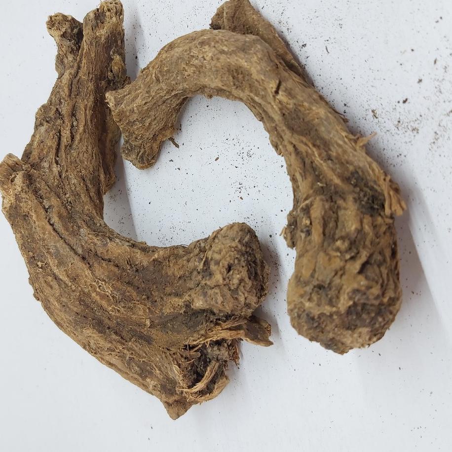 

☊ PUCUK SAUSSUREA COSTUS ☻