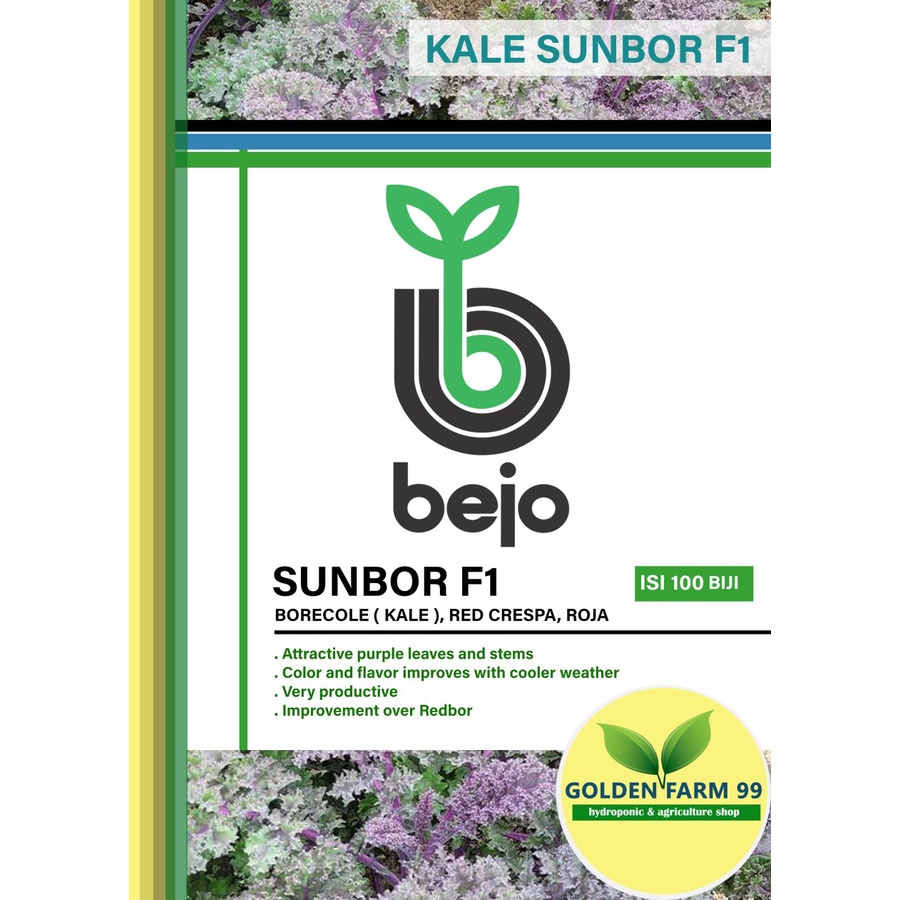BENIH KALE SUNBOR F1 BEJO SEED - IMPORT