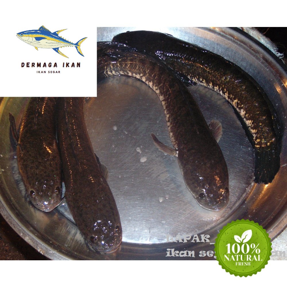 

Ikan Gabus Hidup 1~Kilogram