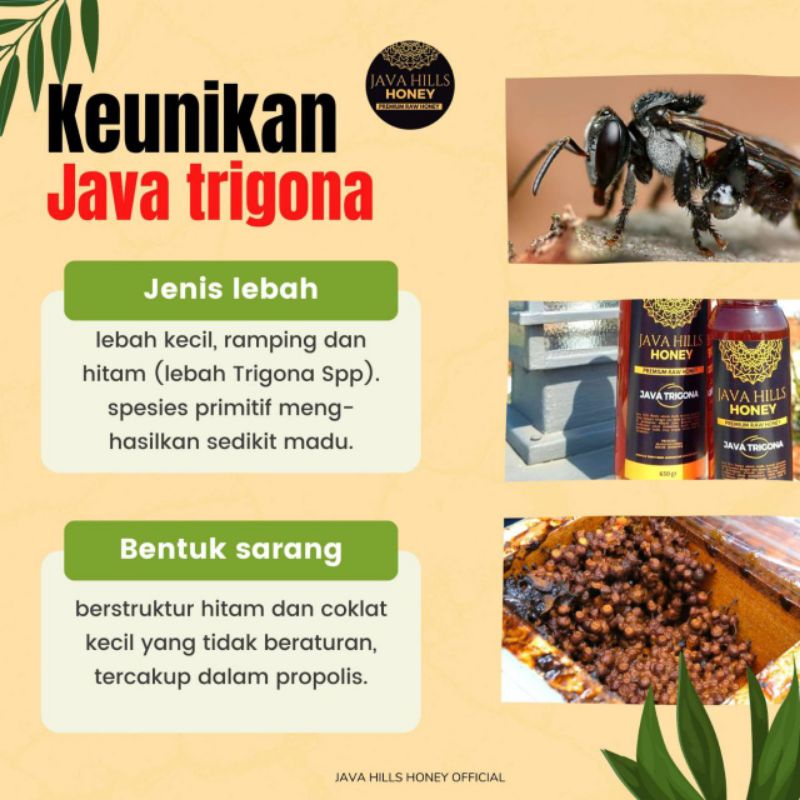 

Madu Java trigona