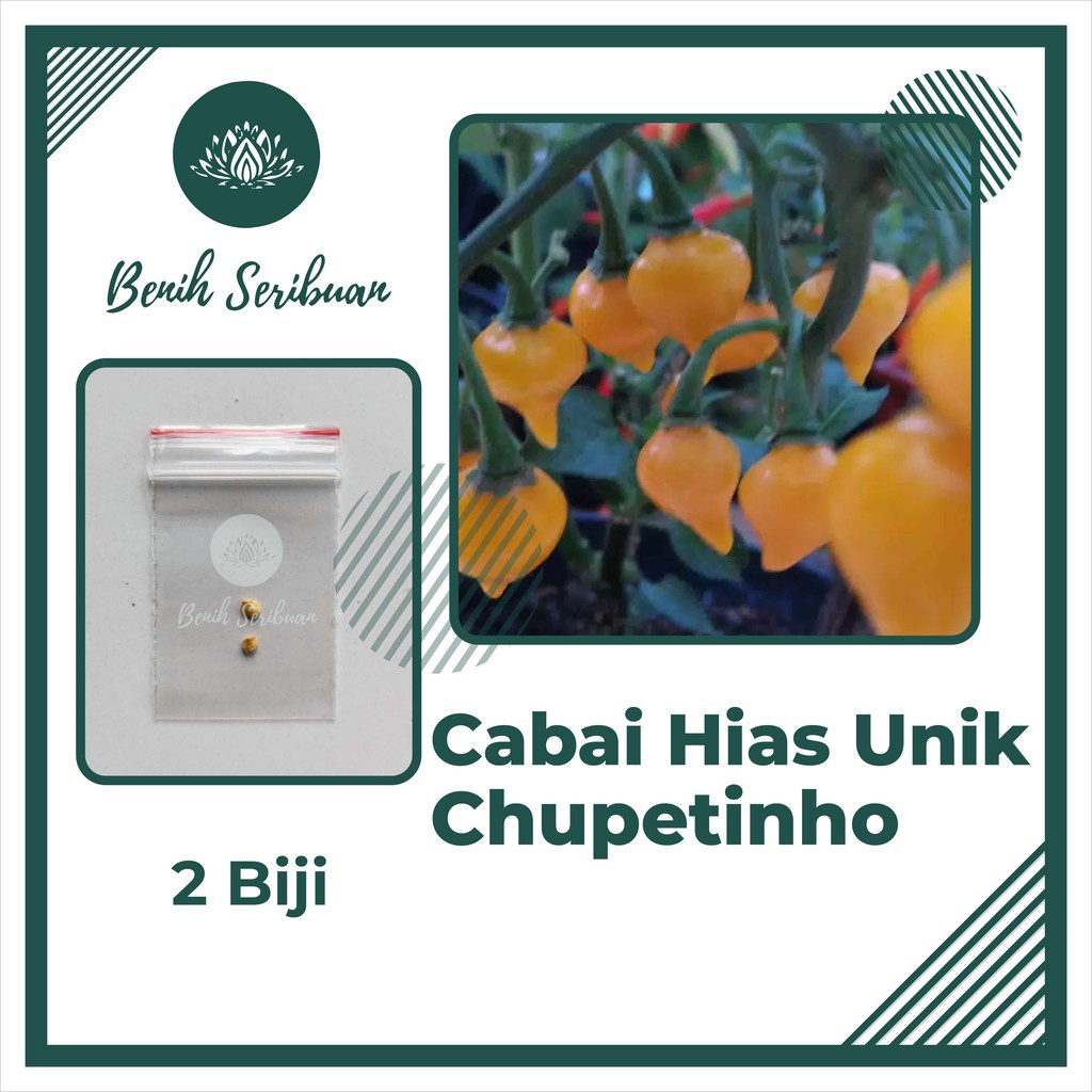 2 Biji Benih Cabe Hias Orange Chupetinho Tanaman Cabai Hias Unik - Bibit Sayur Sayuran Seribuan