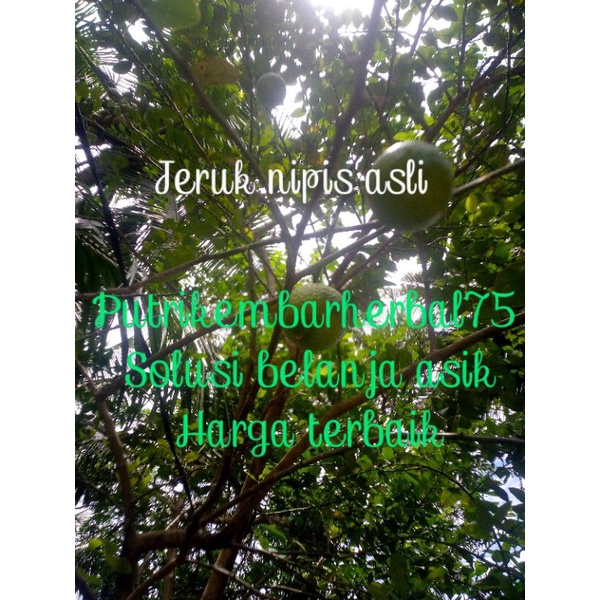 

jeruk nipis asli satuan