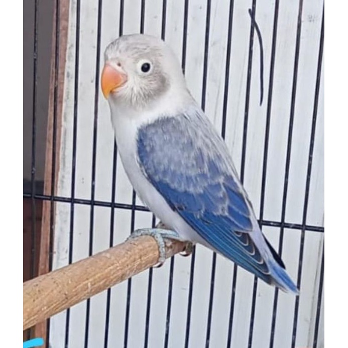 Lovebird Biola Ewing Move dan Blue dan Vio