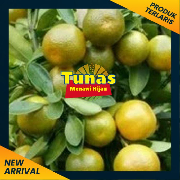 bibit jeruk keprok siam pontianak