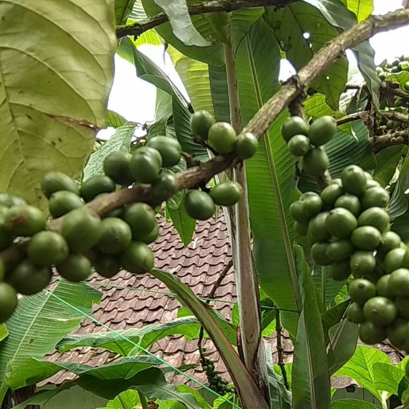 

Kopi Robbusta temanggung