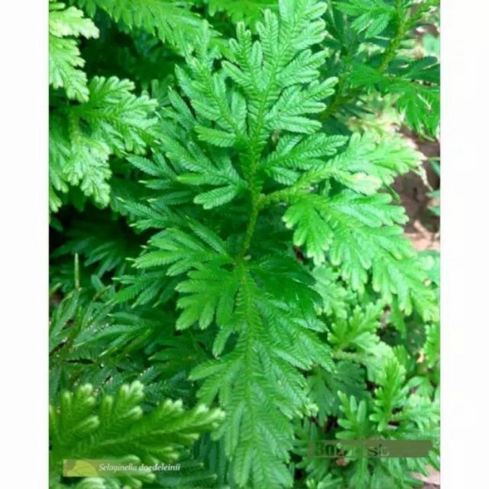 

Termurah daun cakar ayam fresh (500gram)