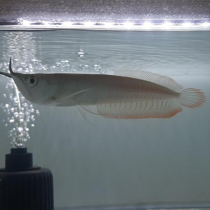 Ikan Arwana Silver Red