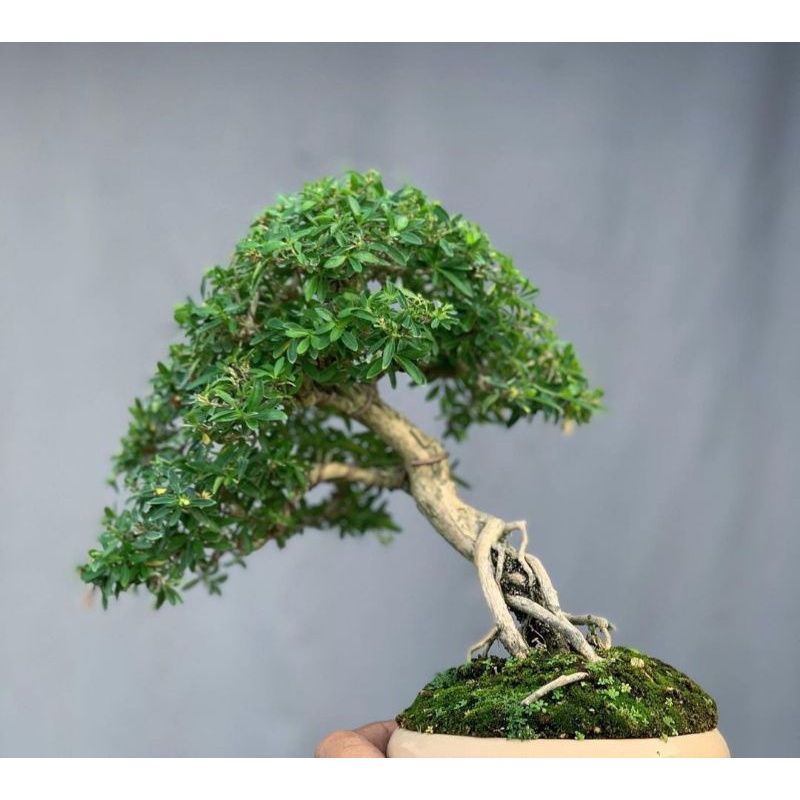 tanaman bahan bonsai serissa micro seribu bintang siap tampil  - TitipBibit