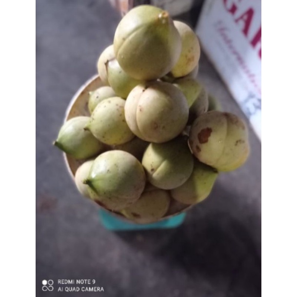 

Buah pala segar fres