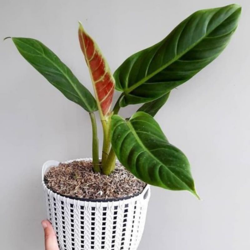 Philodendron Subhastatum