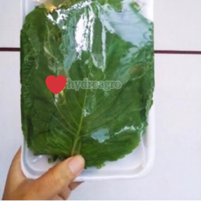 

◘ Daun Wijen Korea Korean Bbq Perilla Shiso Sesame Leaf Kkaennip Plant ♥