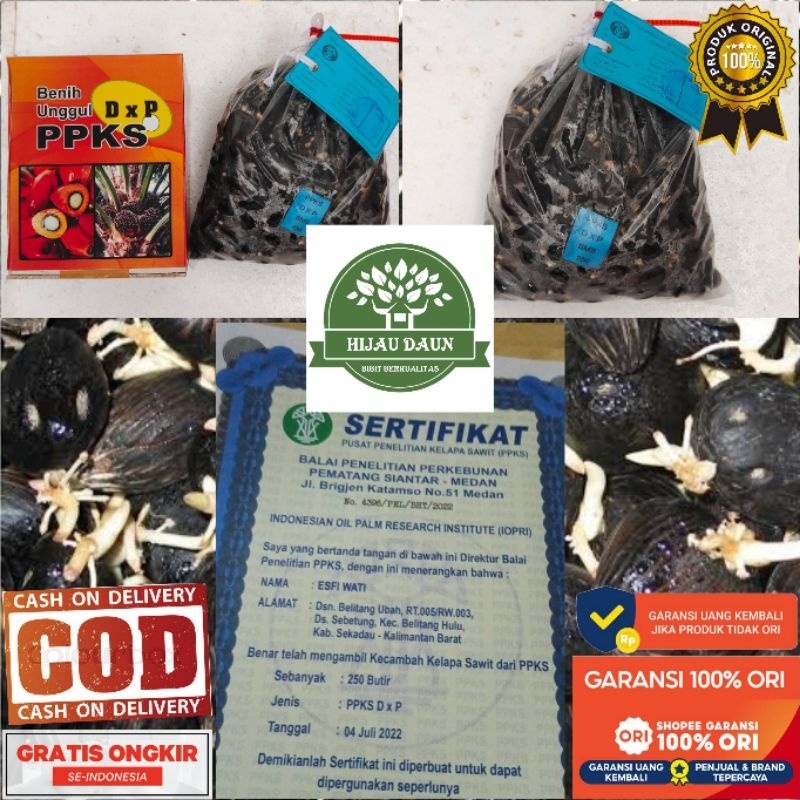 (COD) DXP PPKS MEDAN ASLI UNGGUL - PELEPAH PANJANG & PENDEK