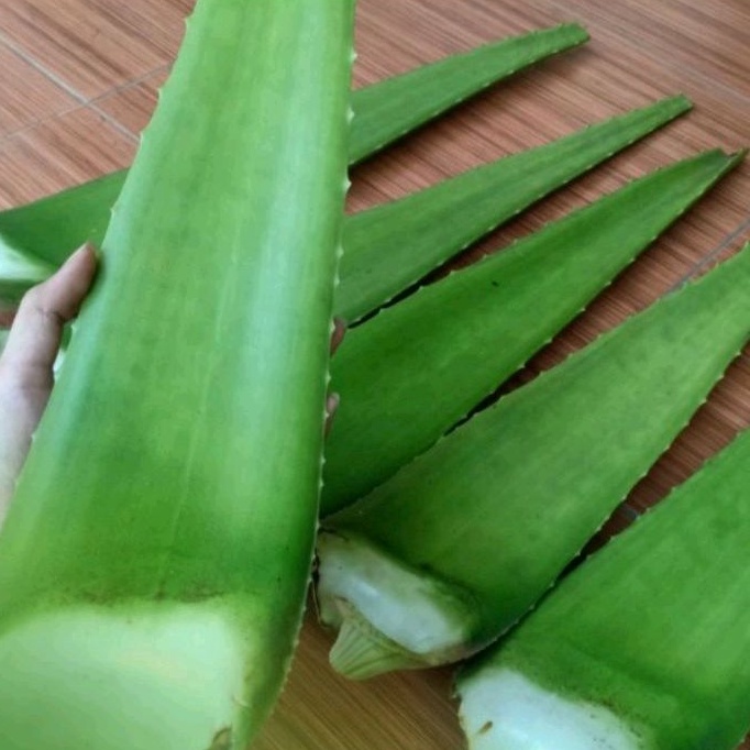 

PELEPAH LIDAH BUAYA SEGAR JUMBO ORGANIK FRESH ORGANIC ALOE VERA ALOEVERA