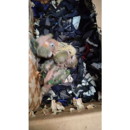 Lovebird Non Klep anak lolohan