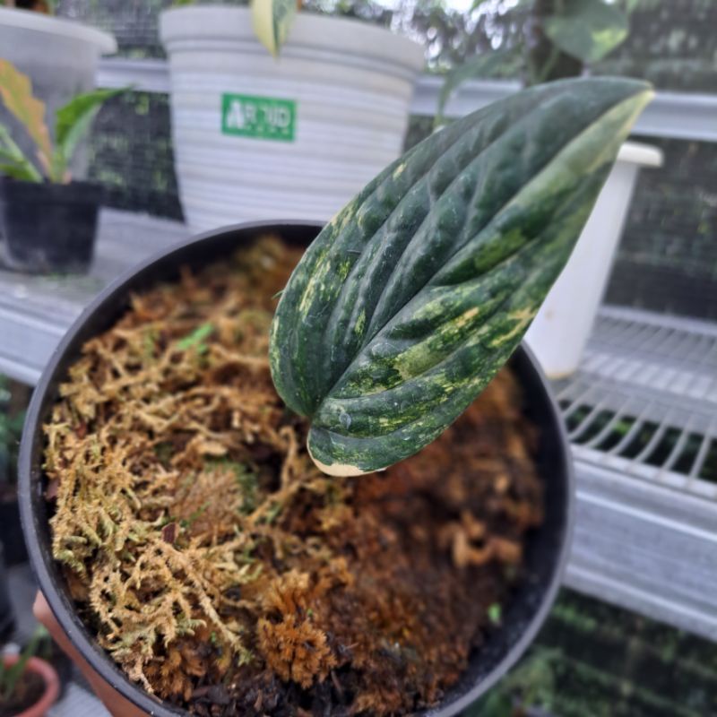 Monstera Karstenianum Varigata | Sirih Badak Varigata | 1 daun Tunas