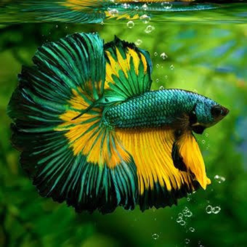 ikan cupang hias halfmoon rosetail ekor lebar