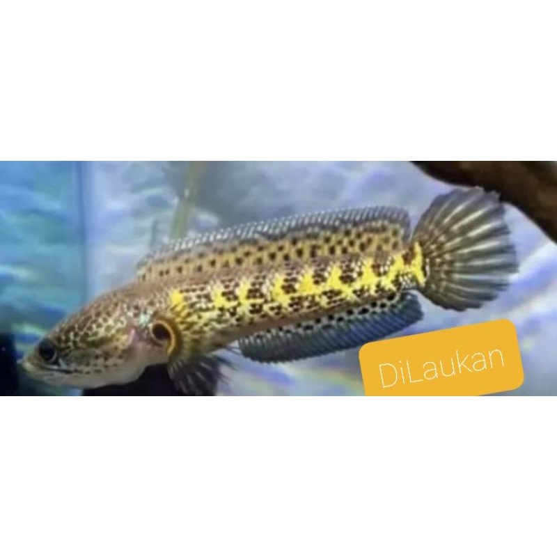 chana AURANTI bibit/rayakan/baby size 4/7 cm anakan grade A+