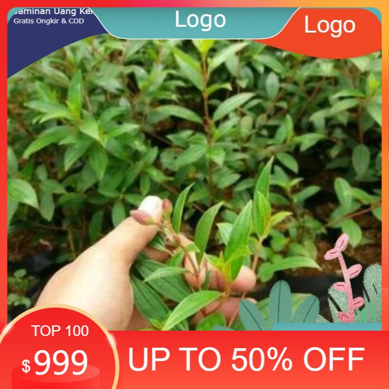 bibit pohon senggani / bibit bunga senggani 5pcs
