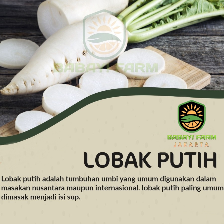 

Lobak Putih Daikon 500 gr / 1 kg