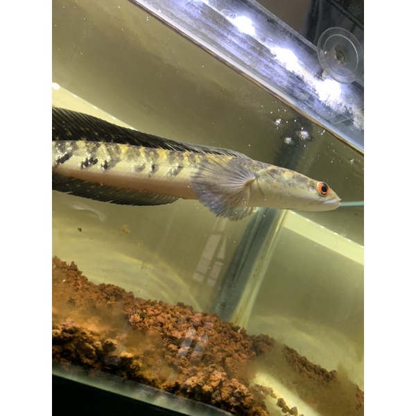 channa ys size 30 cm (tank no 6) bunga banyak