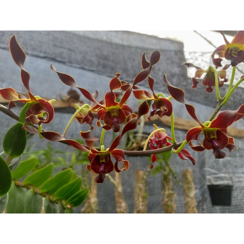 seedling dendrobium besar