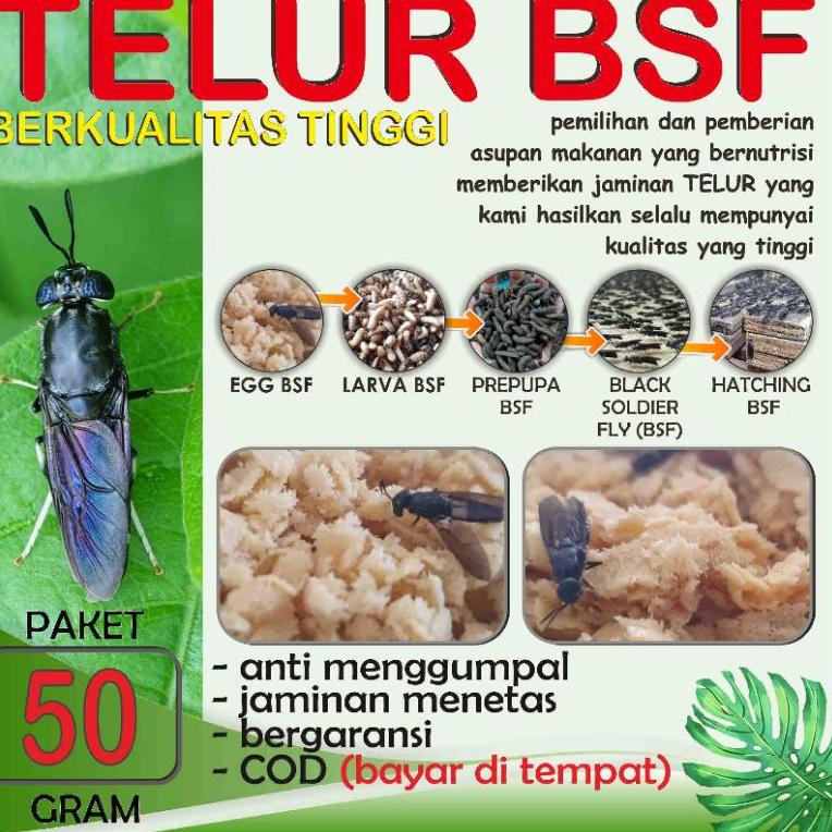 

B77 BAST QUALITY TELUR BSF PAKET 50 GRAM SIAP KIRIM ⇄