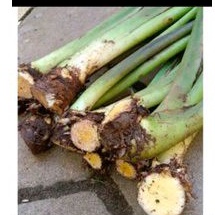 Bibit Talas Beneng/Bening 1kg