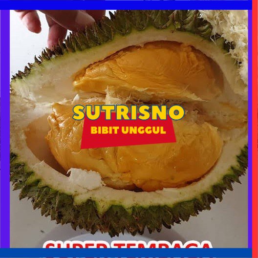 Bibit durian tembaga bangka super