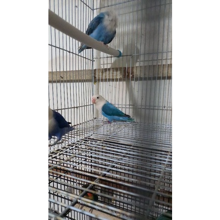 Love bird Biola Blu Paud