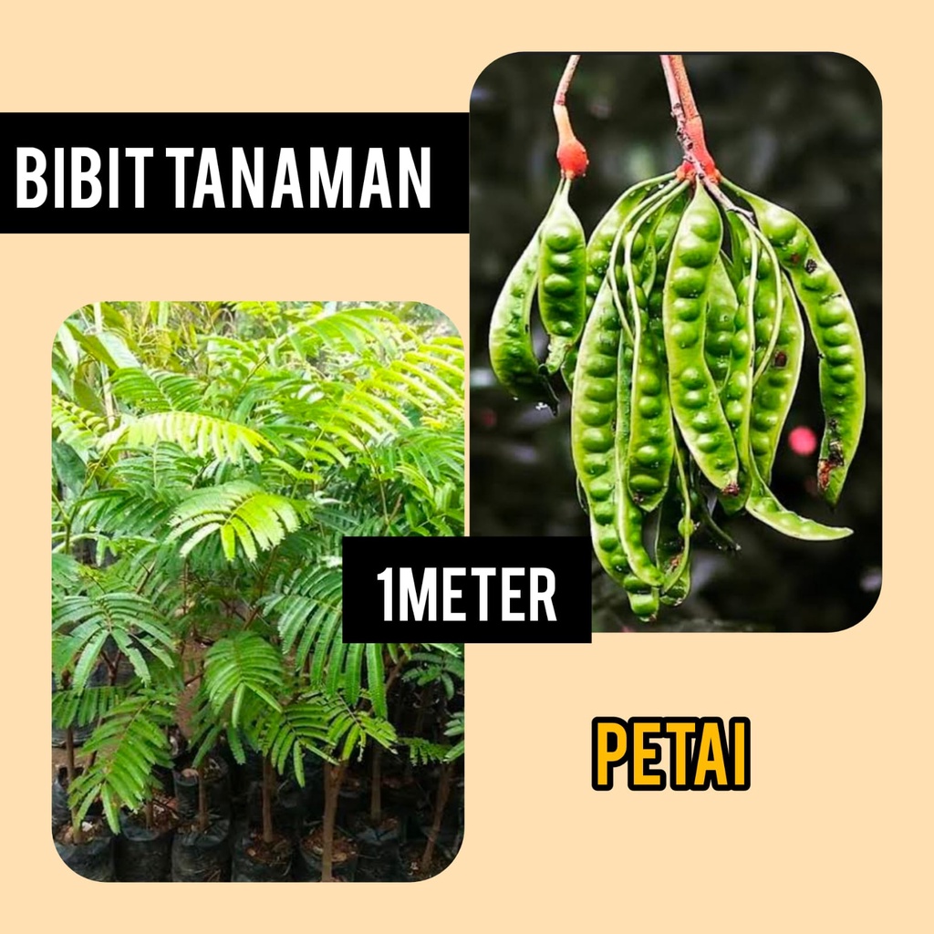 Bibit Pete 1 Meter / Petai / Pete Hibrida / Pete Okulasi 1 kilo muat 2 bibit