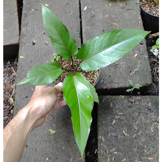 Tanaman Hias Anthurium Black Beauty - Antorium Black Beauty S / Tanaman Anthurium Black beauty / Bib