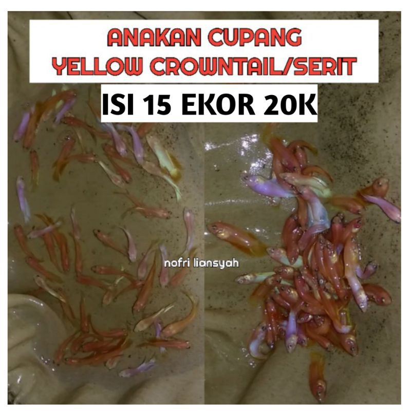 ANAKAN CUPANG YELLOW CROWNTAIL/SERIT/YELLOW FANCY ISI 15 USIA 1.5 BLN UP HIASAN AQUARIUM