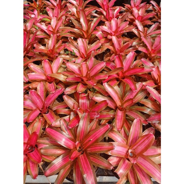 Tanaman Hias Bromelia Sweet pink imperfecta pohon hidup - TitipBibit