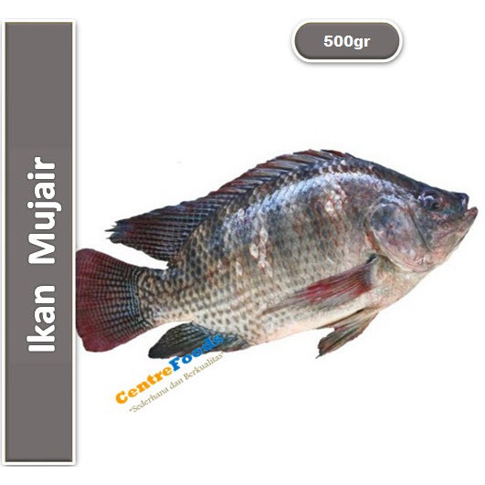 

Ikan Mujair - Mujair Fresh | 500gr [ Harga Per 0,5 Kg ]