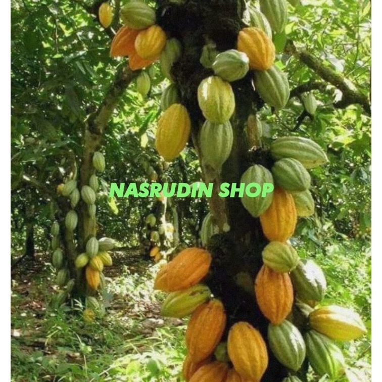 

buah coklat segar 1kg