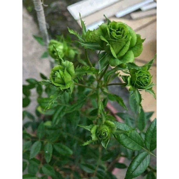 biji bunga mawar hijau langka - benih tanaman