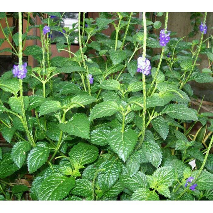 

Daun jarong - daun pecut kuda segar 1 kg