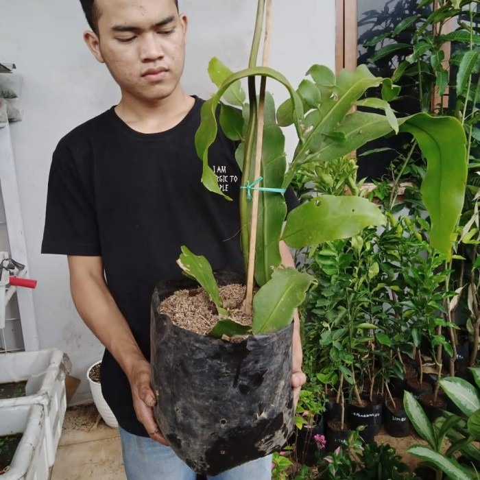 tanaman hias bunga wijaya kusuma remaja, wijaya kusuma bunga besar