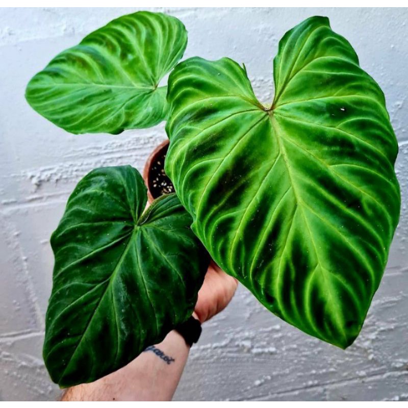 Philodendron verrucosum