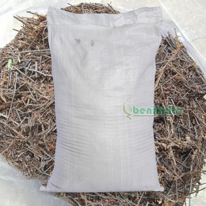 media tanam akar pakis cacah karungan