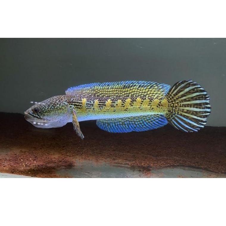 [F66 6] ikan baby auranti 5-10 cm gondrong bahan