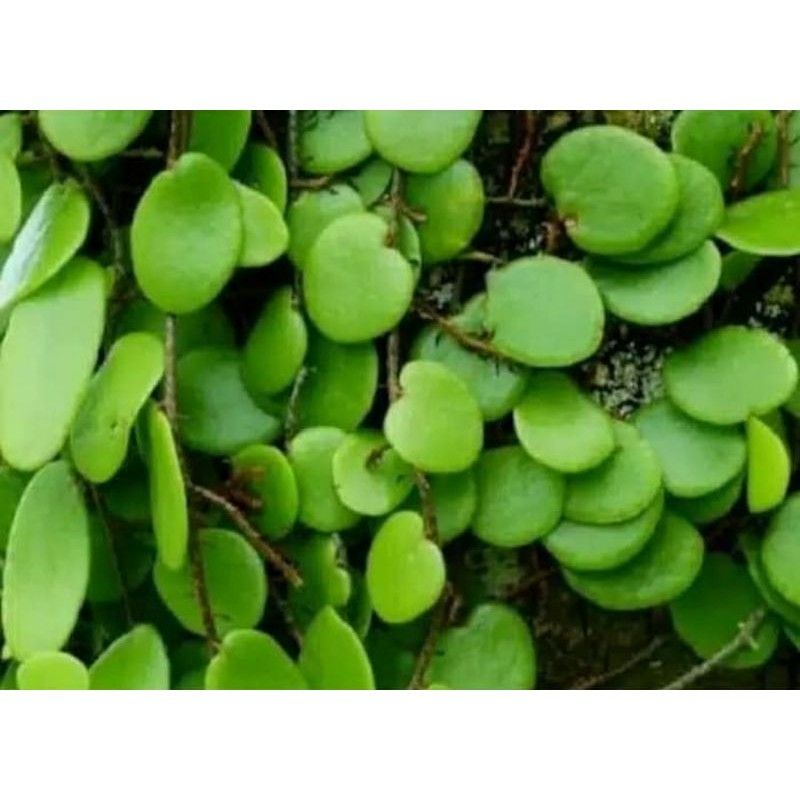 Daun sisik naga picisan segar 250 gram