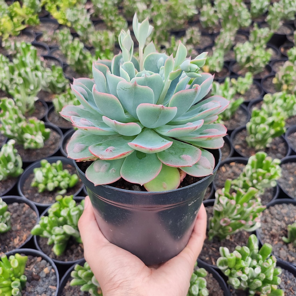 Echeveria Raindrops | Pot D 12 Cm | Sukulen