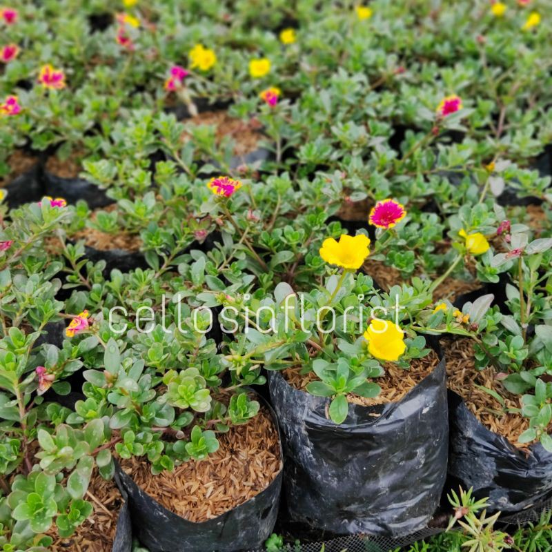 Tanaman Hias Bunga Krokot Portulaca Pohon Hidup - TitipBibit