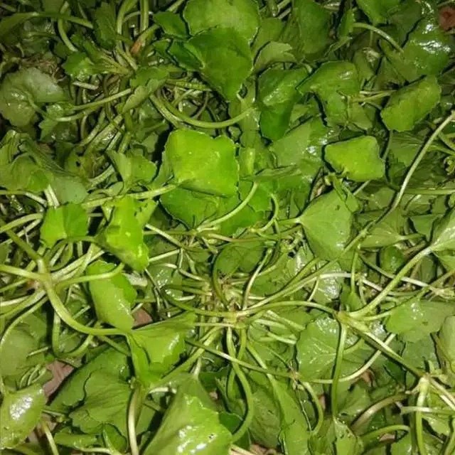 

Ready pegagan antanan segar organik 100gram