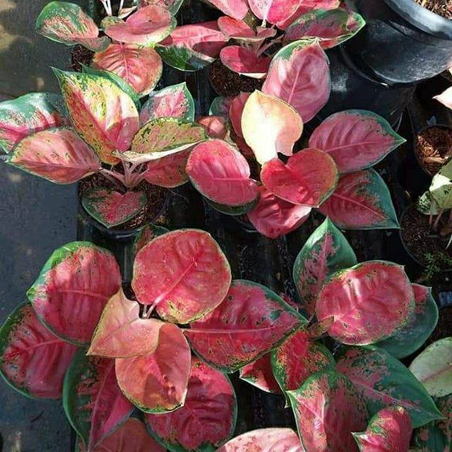 BIBIT BONGGOL Bibit Bonggolan Aglonema Kochin Ebony Spesial