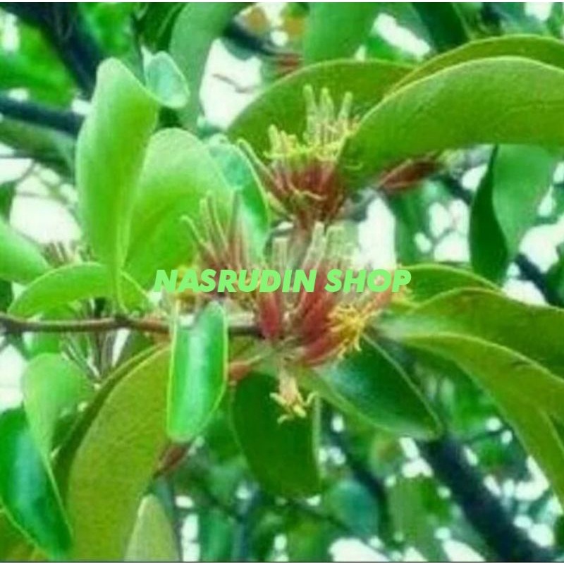 

[Fresh] BENALU DAUN CEREMAI SEGAR LANGSUNG PETIK / BENALU DAUN CEREMAI