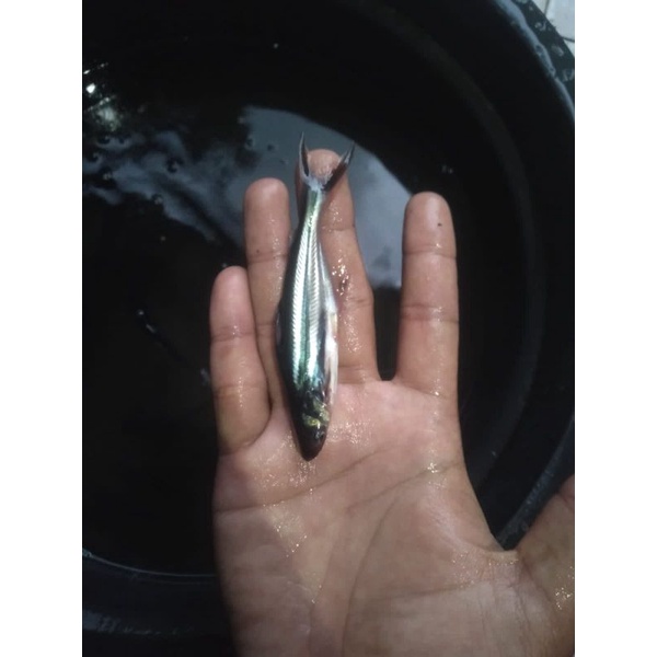 bibit ikan patin ukuran 8-9 cm